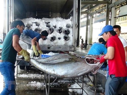 2018年前7月越南金枪鱼出口额达3.51亿美元 增长11%