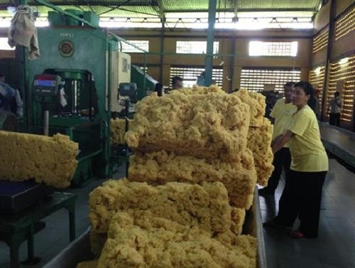 今年前7月柬埔寨橡胶出口增长20%