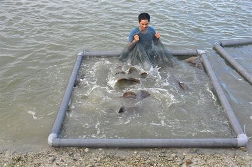 Ông Ngô Tùng Tân thu vài tỷ mỗi năm nhờ nuôi cá mú nghệ