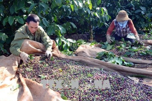Hỗ trợ nông dân Đắk Nông sản xuất cà phê bền vững