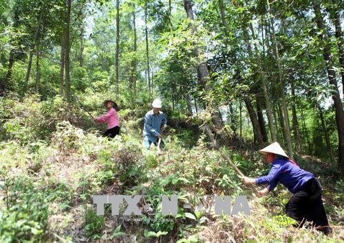 Lai Châu làm tốt công tác bảo vệ rừng mang lại môi trường trong lành và lợi ích kinh tế