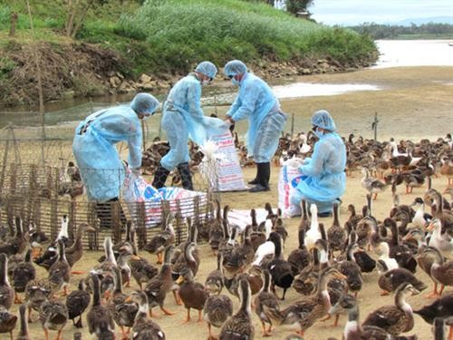 全国甲型H5N6 禽流感疫区为3个
