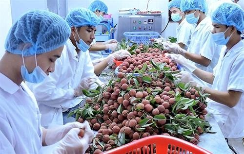越南有望跻身世界五大农产品出口国家榜单