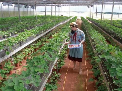 越南大力吸引对农业的投资