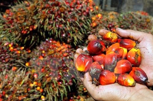 2018年印度尼西亚棕榈油产量将增至4000-4200万吨