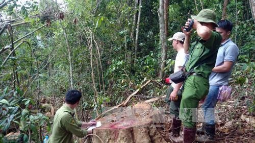 Lâm Đồng khẩn trương điều tra, xử lý các vụ phá rừng, chống người thi hành công vụ