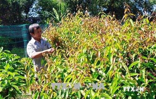 Độc đáo mô hình trồng rau rừng chuẩn VietGap của ông Lê Văn Dĩ