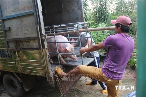 Quảng Ninh ngăn chặn nguy cơ xâm nhiễm bệnh dịch tả lợn châu Phi