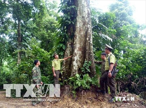 Kinh nghiệm trong công tác quản lý, bảo vệ rừng ở Tuyên Quang