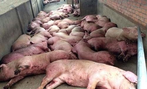 政府举行会议 就寻找措施防止非洲猪瘟疫情入境越南
