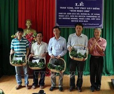Tặng cây giống sâm Ngọc Linh cho hộ nghèo đồng bào dân tộc thiểu số ở Kon Tum