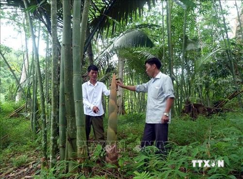 Trồng tre lấy măng giúp nông dân Sơn Phú thoát nghèo
