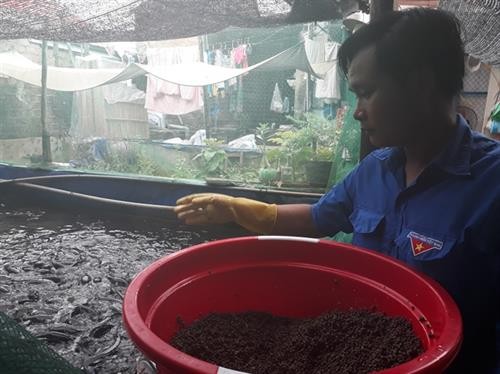 Mô hình nuôi cá lóc lót bạt hiệu quả của anh Nguyễn Minh Nhựt