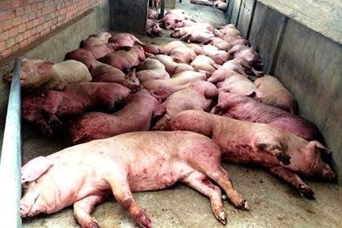 Thành phố Hồ Chí Minh ứng phó trước nguy cơ xâm nhiễm bệnh dịch tả lợn châu Phi