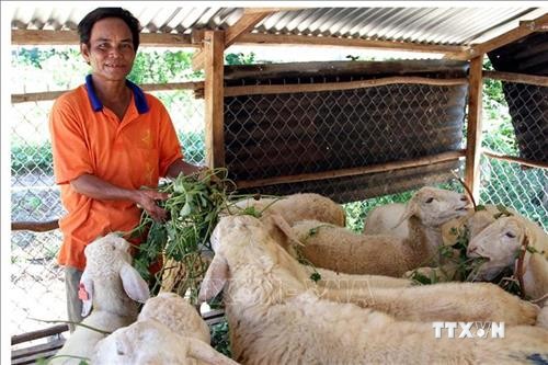 Ninh Thuận phát triển bền vững nghề chăn nuôi gia súc