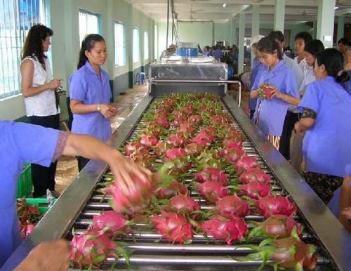 越南蔬果出口创历史新高