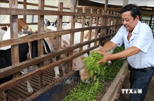 Chia sẻ kinh nghiệm nâng cao giá trị chăn nuôi gia súc