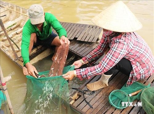 Săn cá linh mùa nước nổi ở An Giang