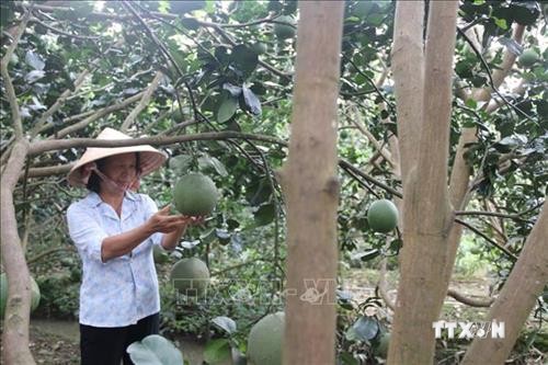 Chuyển đổi cơ cấu cây trồng trên đất lúa cho hiệu quả kinh tế cao ở Tiền Giang
