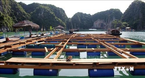 Nuôi trồng thủy sản bền vững kết hợp du lịch có trách nhiệm ở Hạ Long
