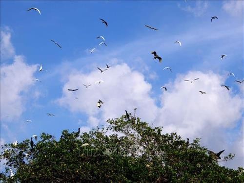 努力保护金瓯市内独特的人工飞鸟公园