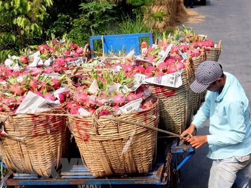 中国进口政策改变 越南部分农产品出口中国遇阻