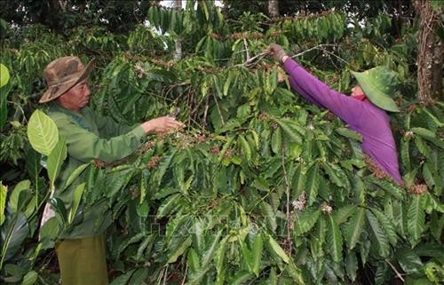 Đắk Lắk khuyến cáo nông dân phục hồi lại vườn cà phê sau thu hoạch