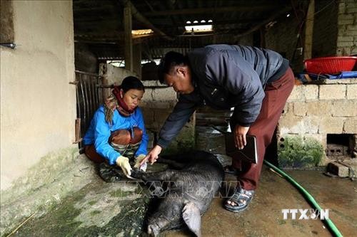Tuyên Quang phát hiện lợn có triệu chứng bệnh lở mồm, long móng