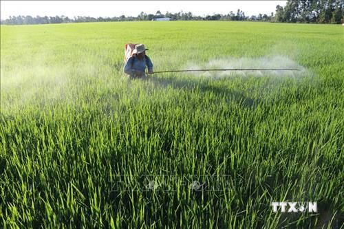 Đồng Tháp liên kết tiêu thụ hơn 46 nghìn ha lúa cho nông dân