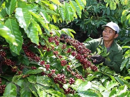 2018年越南咖啡出口创汇35亿美元
