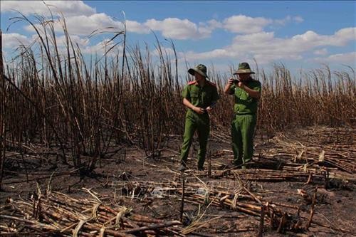 Đắk Lắk: Điều tra nguyên nhân gây cháy hơn 100 ha mía tại huyện Ea Súp