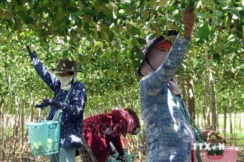 Ninh Thuận chuyển đổi gần 1.200 ha cây trồng trên vùng đất khô hạn