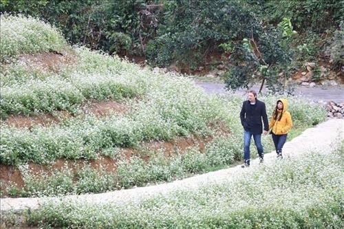 Chiêm ngưỡng vẻ đẹp mong manh của hoa Tam giác mạch ở Tràng An, Ninh Bình