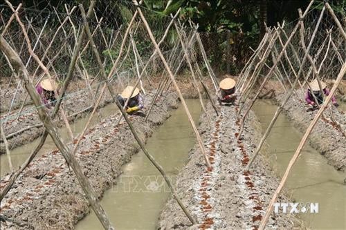 Luân canh cây màu trên chân ruộng cho hiệu quả cao ở Tiền Giang