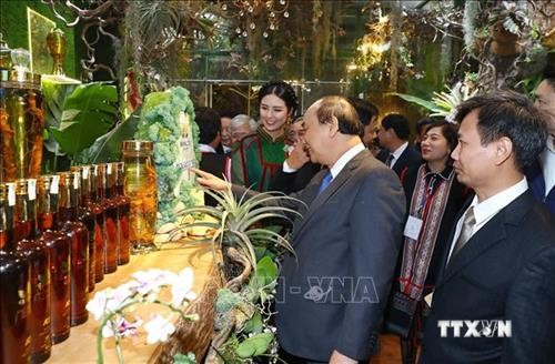 Thủ tướng Nguyễn Xuân Phúc mong muốn sâm Ngọc Linh ghi dấu ấn lịch sử mới cho ngành dược liệu Việt Nam