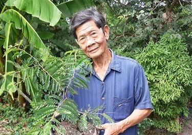 Lão nông Trần Văn Quít làm giàu từ trồng me Thái
