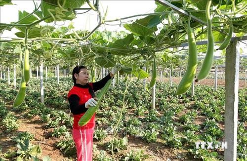 Lào Cai xây dựng chính sách đặc thù phát triển nông nghiệp