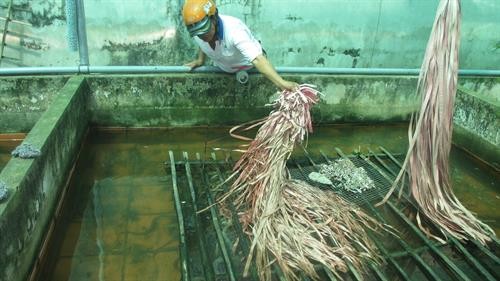 Nuôi lươn không bùn bằng ốc bươu vàng cho hiệu quả kinh tế cao ở xã Bình Thành