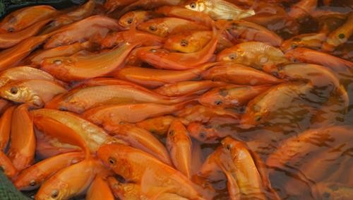 Làng nuôi cá chép đỏ nổi tiếng ở xứ Thanh trước ngày ông Công, ông Táo về trời