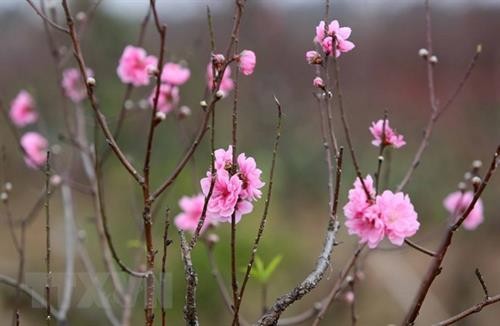 春节前期摆放桃花——河内人多年来的乐趣