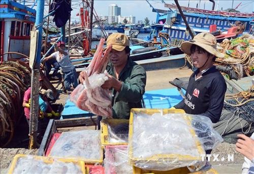 Đà Nẵng ban hành chính sách mới hỗ trợ ngư dân khai thác thủy sản xa bờ