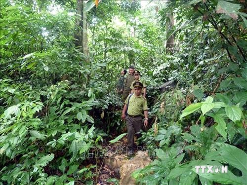 Tuyên Quang hỗ trợ giống cây lâm nghiệp chất lượng cao cho người trồng rừng