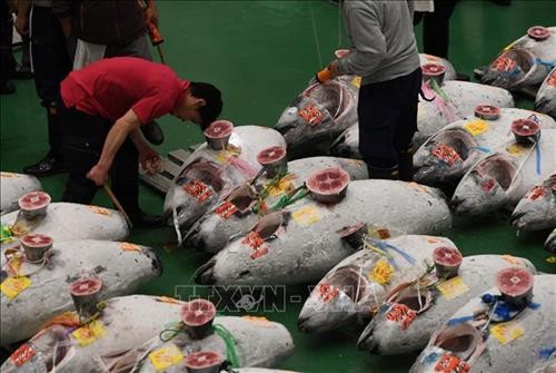 Nhật Bản: Cá ngừ khổng lồ có giá hàng triệu USD