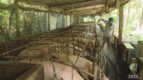 Tiền Giang tiêu hủy gần 1.200 con lợn bị lở mồm long móng