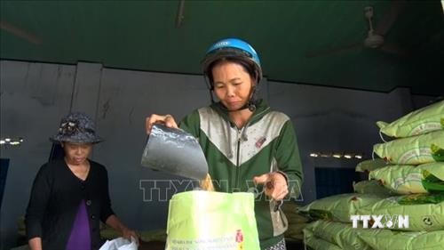 Phú Yên cấp lúa giống hỗ trợ nông dân sản xuất vụ Đông Xuân