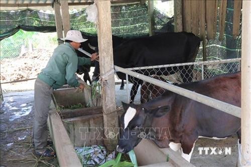 Phát triển nghề nuôi bò ở các huyện miền núi Nghệ An