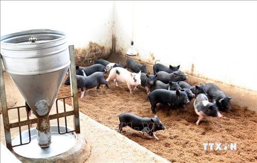 An Giang hỗ trợ gần 3.000 con lợn giống cho người dân tái đàn
