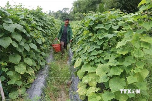 Trà Vinh khuyến khích nông dân đổi cây trồng để tránh khô hạn