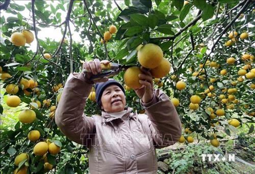 Trồng cam hữu cơ ở vùng gò đồi xã Hải Phú cho thu nhập cao