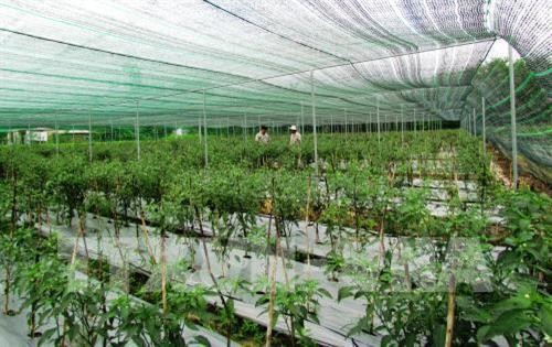 Lào Cai: Hiệu quả từ tái cơ cấu nông nghiệp